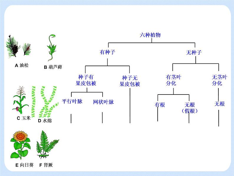 4.4《 生物的分类——分类检索表》 课件07