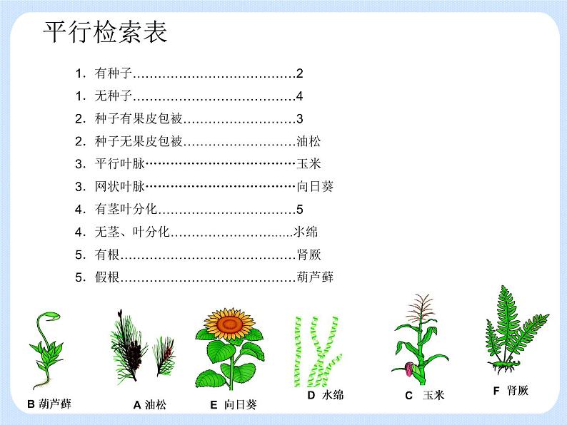 4.4《 生物的分类——分类检索表》 课件08