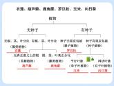 4.4《生物的分类——使用检索表识别常见生物物种》课件