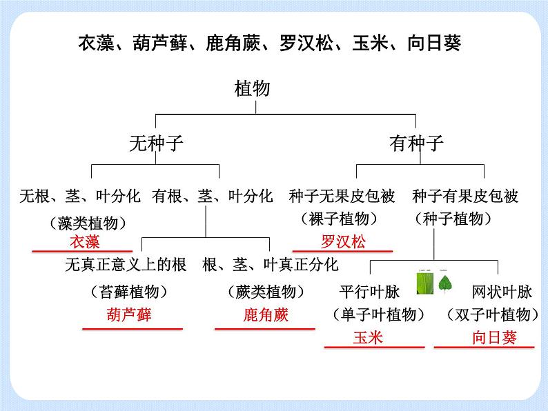 4.4《生物的分类——使用检索表识别常见生物物种》课件03