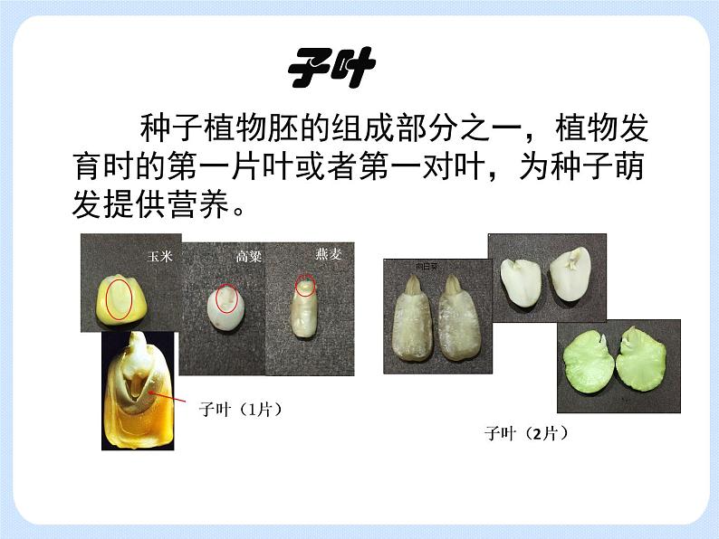 4.4《生物的分类——使用检索表识别常见生物物种》课件04