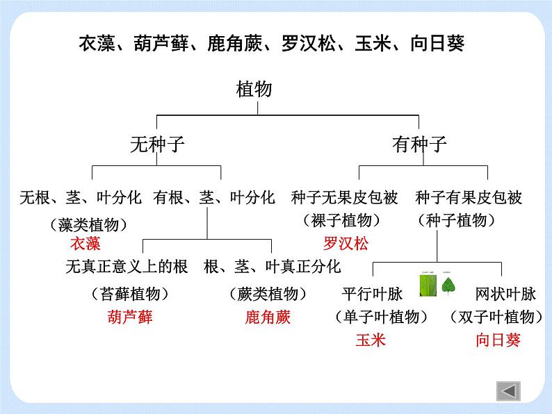 4.4《生物的分类——使用检索表识别常见生物物种》课件05