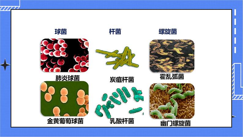 济南版生物七上 2.2 《细胞的分裂与分化》 课件+教案+练习06