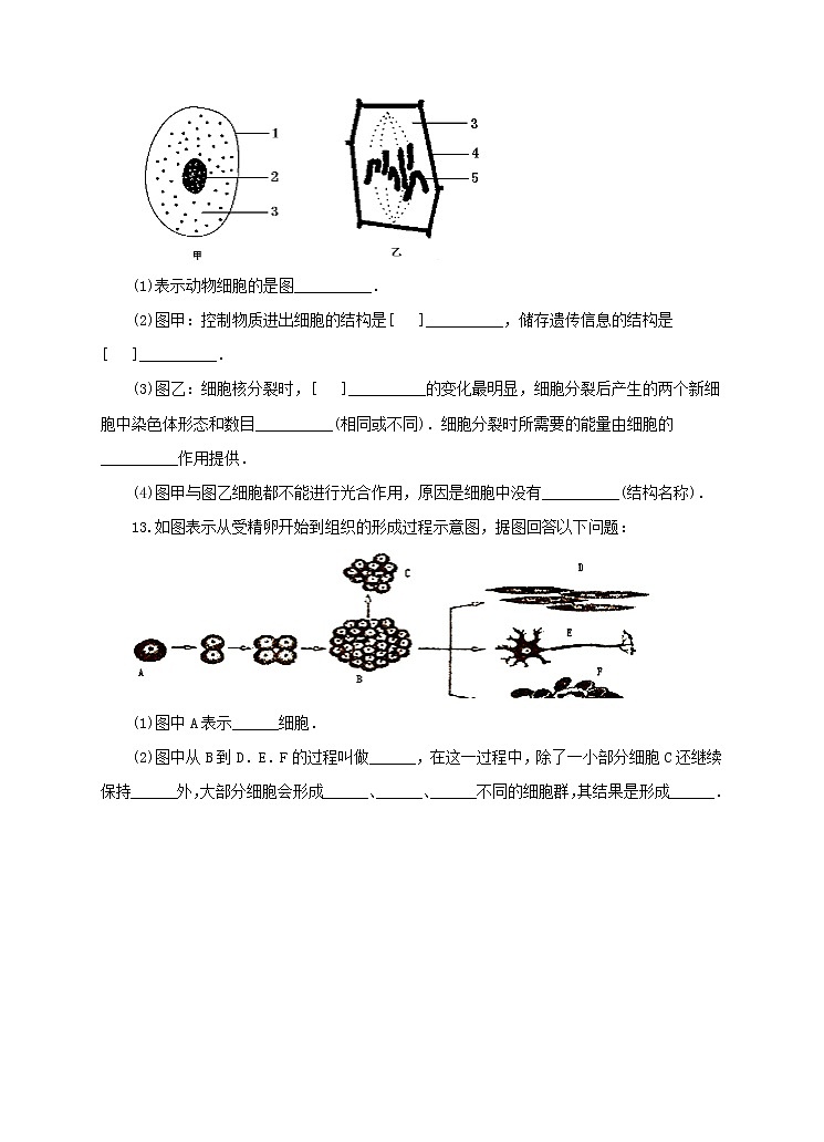 济南版生物七上2.2 《细胞的分裂与分化》   课件+教案+练习03