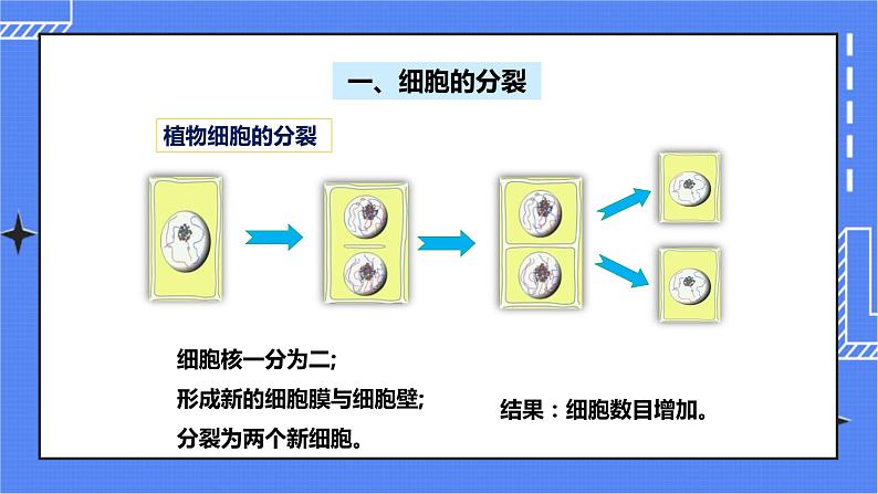 济南版生物七上2.2 《细胞的分裂与分化》   课件+教案+练习04