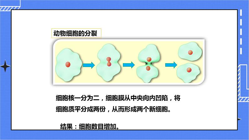 济南版生物七上2.2 《细胞的分裂与分化》   课件+教案+练习05