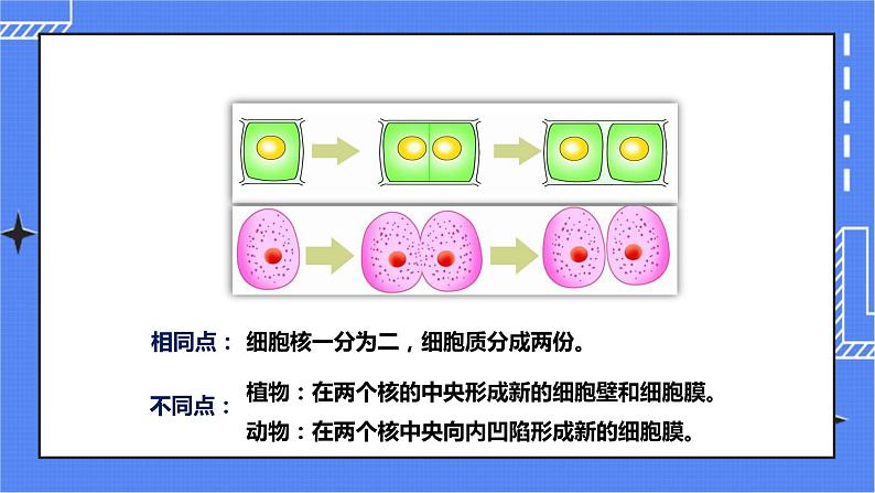 济南版生物七上2.2 《细胞的分裂与分化》   课件+教案+练习06