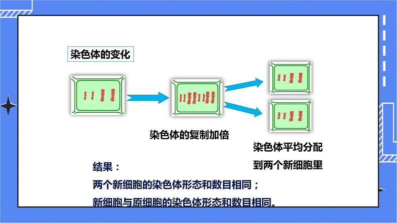 济南版生物七上2.2 《细胞的分裂与分化》   课件+教案+练习08