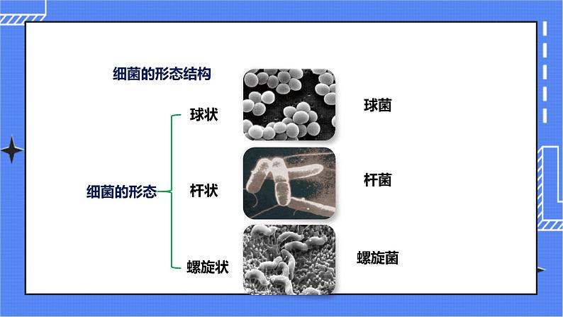 济南版生物七上2.2 《细胞的分裂与分化》 课件+教案+练习05