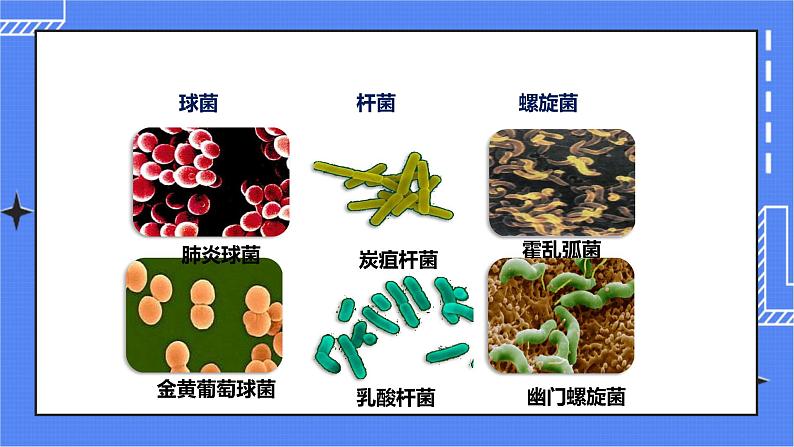 济南版生物七上2.2 《细胞的分裂与分化》 课件+教案+练习06