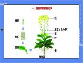 济南版生物七上2.3 《多细胞生物体的结构层次》  课件+教案+练习