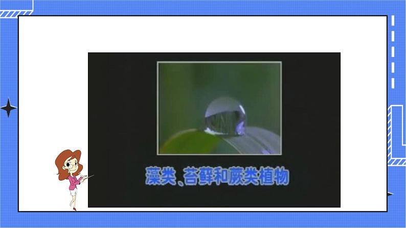 济南版生物七上 第二单元第一章第一节 《绿色植物的主要类群》第1课时（课件）第4页