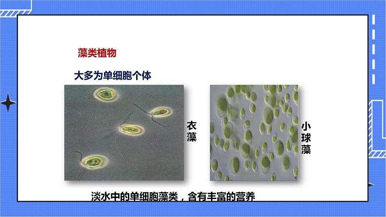 济南版生物七上 第二单元第一章第一节 《绿色植物的主要类群》第1课时（课件）第5页