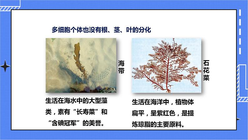 济南版生物七上 第二单元第一章第一节 《绿色植物的主要类群》第1课时（课件）第6页