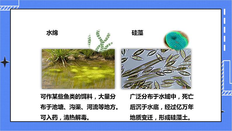 济南版生物七上 第二单元第一章第一节 《绿色植物的主要类群》第1课时（课件）第8页