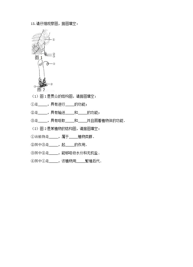 济南版生物七上 第二单元第一章第一节 《绿色植物的主要类群》第1课时（练习）第3页