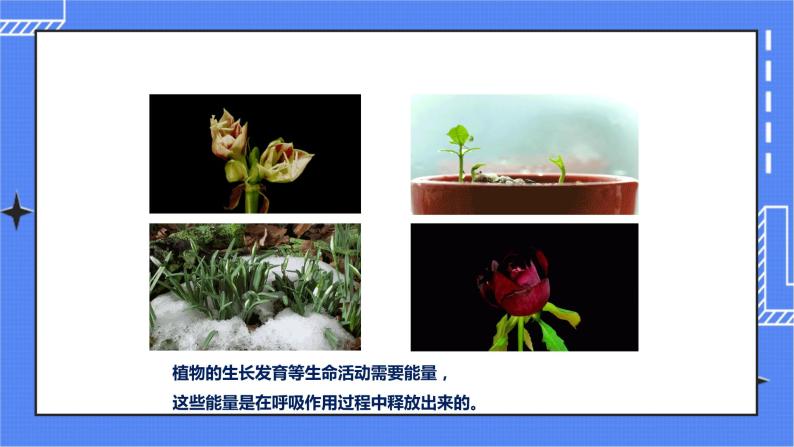 济南版生物七上 1.4 《绿色植物的呼吸作用》  课件+教案+练习+素材03