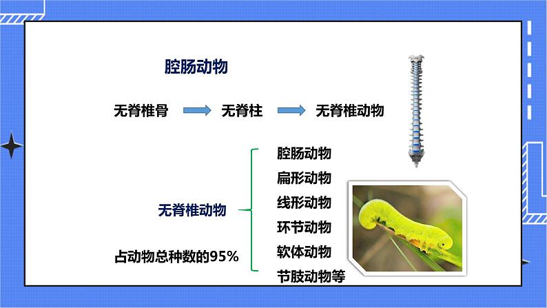 济南版生物七上 2.1《无脊椎动物的主要类群》第1课时  课件+教案+练习03