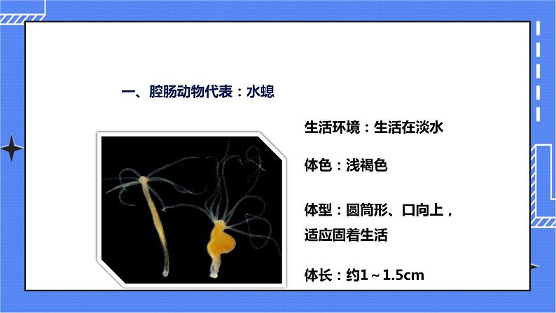 济南版生物七上 2.1《无脊椎动物的主要类群》第1课时  课件+教案+练习08