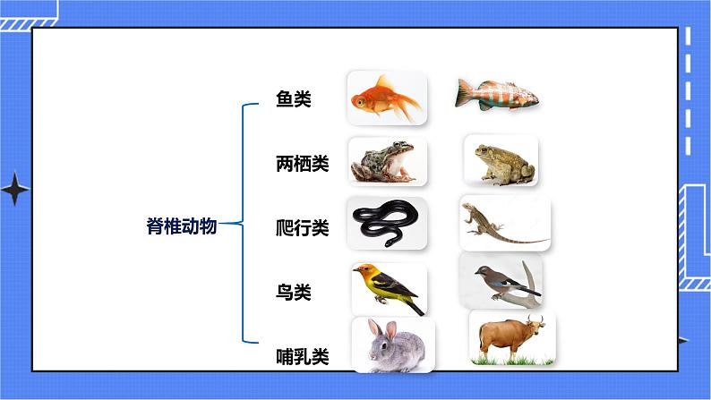 济南版生物七上 2.2《脊椎动物的主要类群》第1课时  课件+教案+练习+视频02