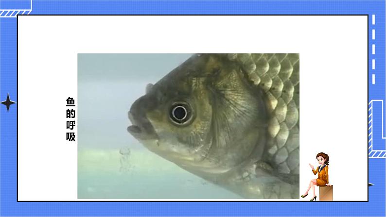 济南版生物七上 2.2《脊椎动物的主要类群》第1课时  课件+教案+练习+视频08