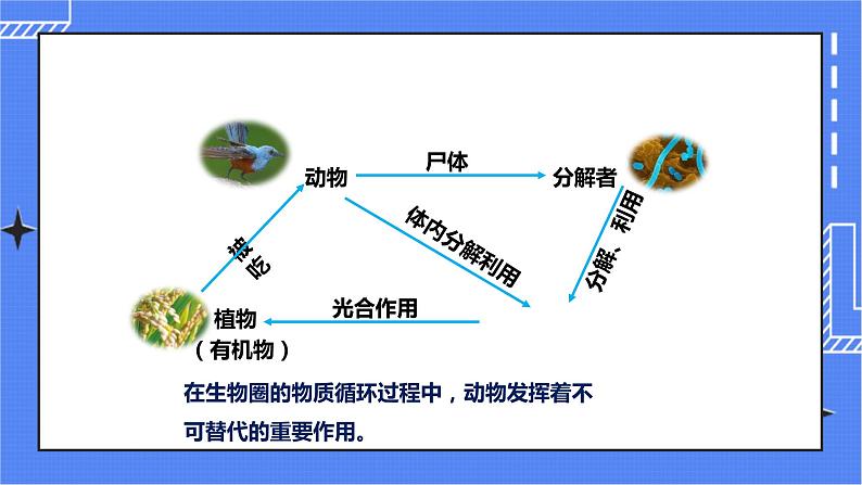 济南版生物七上 2.5 《动物在生物圈中的作用》课件+教案+练习+视频08