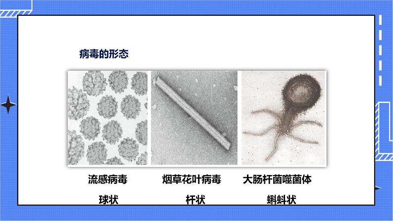 第三章第一节 《病毒》（课件）第7页