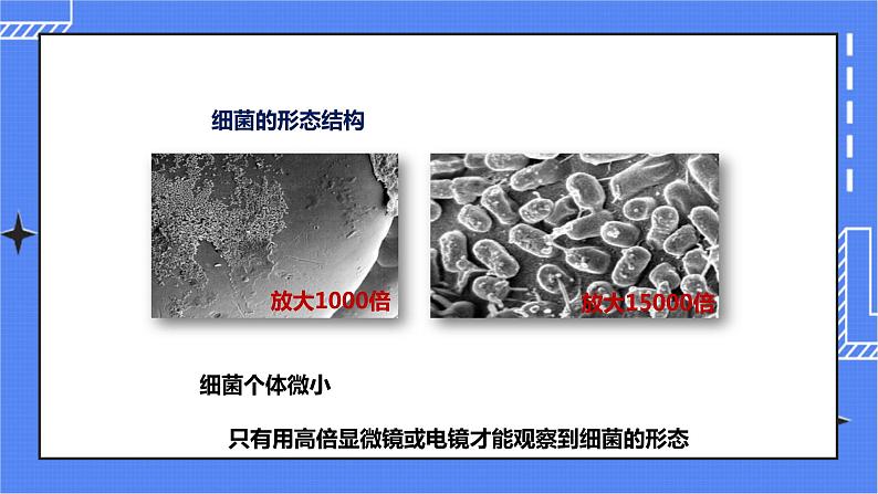 济南版生物七上 3.2 《细菌》  课件+教案+练习+视频04