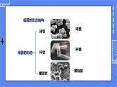 济南版生物七上 3.2 《细菌》  课件+教案+练习+视频