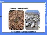 济南版生物七上 3.4《微生物在生物圈中的作用》  课件+教案+练习