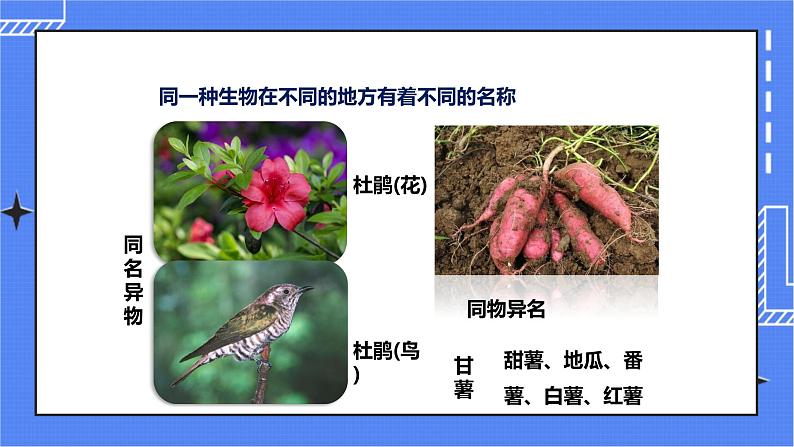 济南版生物七上 4.2 《生物的分类单位》  课件+教案+练习+视频03