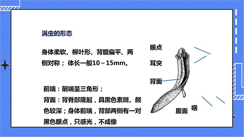 济南版生物七上2.1 《无脊椎动物的主要类群》第2课时   课件+教案+练习05