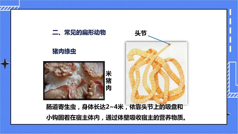 济南版生物七上2.1 《无脊椎动物的主要类群》第2课时   课件+教案+练习08