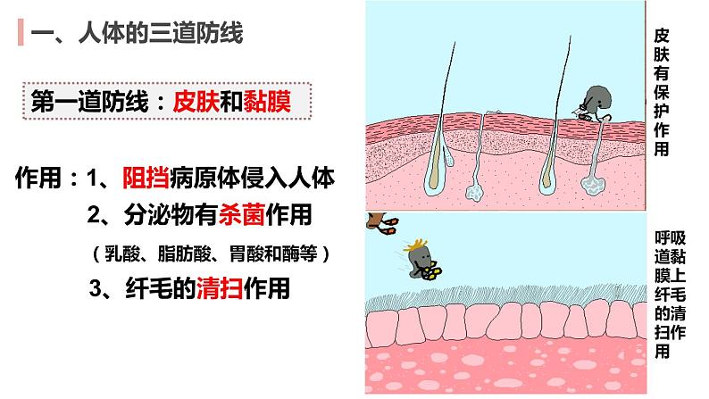 8.1免疫与计划免疫2022-2023学年八年级生物下册同步课件（人教版）05