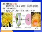 5.1.1《腔肠动物和扁形动物》课件+教案