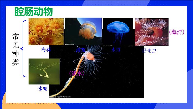 5.1.1《腔肠动物和扁形动物》课件+教案05