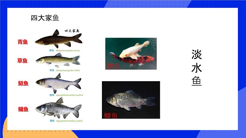 5.1.4《鱼》课件+教案+习题07