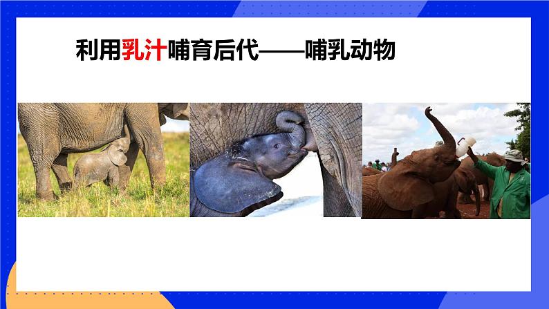 5.1.7《哺乳动物》课件+教案+习题04