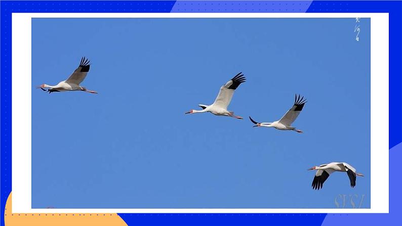 5.2.1《动物的运动》课件+教案+习题02