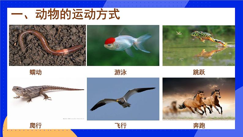 5.2.1《动物的运动》课件+教案+习题04