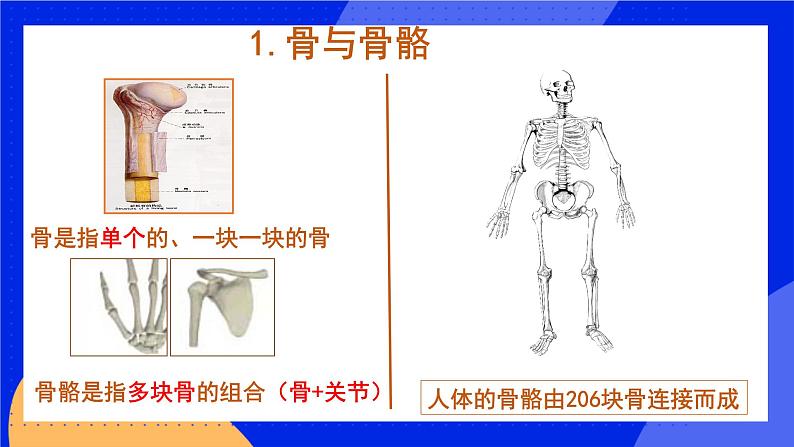 5.2.1《动物的运动》课件+教案+习题08