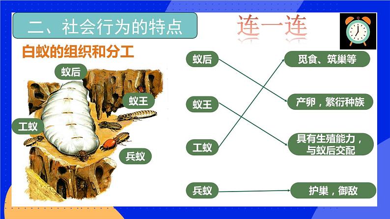 5.2.3《社会行为》课件+教案06