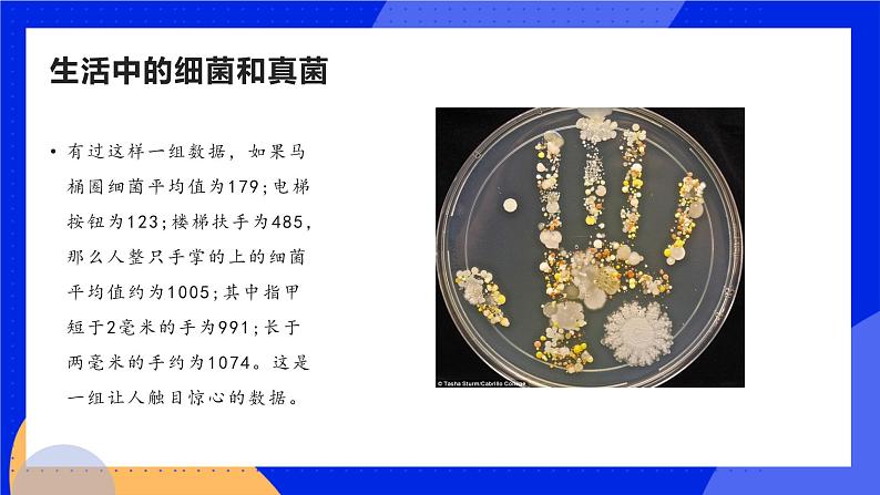 5.4.1《细菌和真菌的分布》课件+教案+习题07