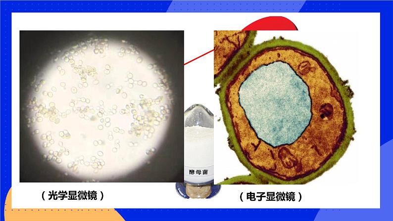 5.4.3《真菌》课件+教案+习题04