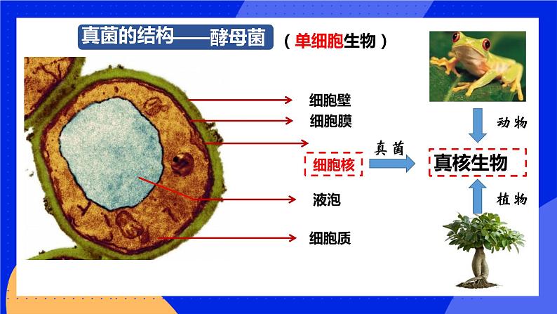 5.4.3《真菌》课件+教案+习题05