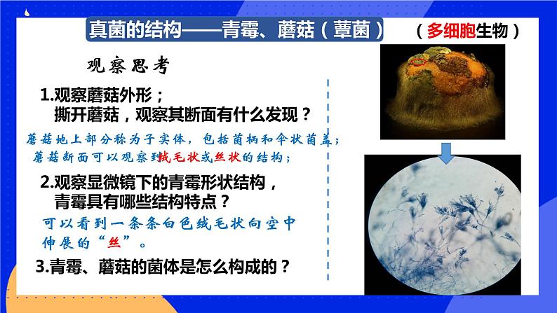 5.4.3《真菌》课件+教案+习题07