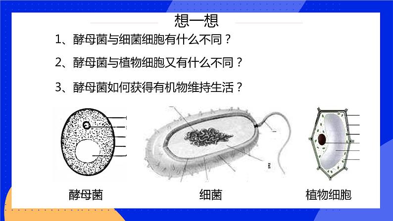 5.4.3《真菌》课件+教案+习题04