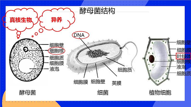 5.4.3《真菌》课件+教案+习题05