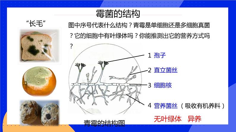 5.4.3《真菌》课件+教案+习题06