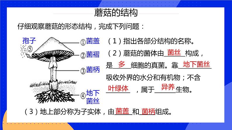 5.4.3《真菌》课件+教案+习题07